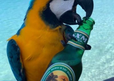 Mr Parrot enjoying SXM Beer 🍺💥😜